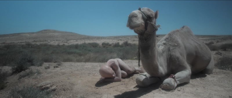 אריאל סרני בראון - Camel